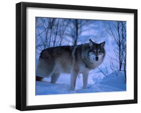 European Grey Wolf Male in Snow, C Norway-Asgeir Helgestad-Framed Premium Photographic Print