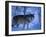 European Grey Wolf Male in Snow, C Norway-Asgeir Helgestad-Framed Premium Photographic Print