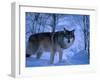 European Grey Wolf Male in Snow, C Norway-Asgeir Helgestad-Framed Premium Photographic Print