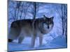 European Grey Wolf Male in Snow, C Norway-Asgeir Helgestad-Mounted Premium Photographic Print