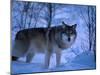 European Grey Wolf Male in Snow, C Norway-Asgeir Helgestad-Mounted Photographic Print