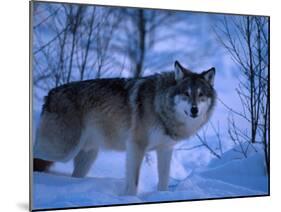 European Grey Wolf Male in Snow, C Norway-Asgeir Helgestad-Mounted Photographic Print