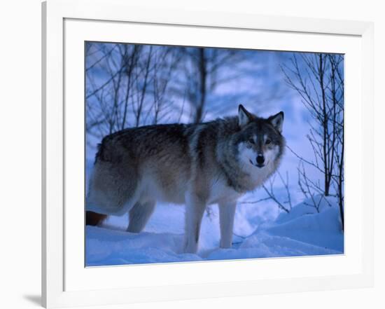 European Grey Wolf Male in Snow, C Norway-Asgeir Helgestad-Framed Photographic Print