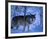 European Grey Wolf Male in Snow, C Norway-Asgeir Helgestad-Framed Photographic Print