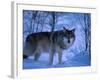 European Grey Wolf Male in Snow, C Norway-Asgeir Helgestad-Framed Photographic Print