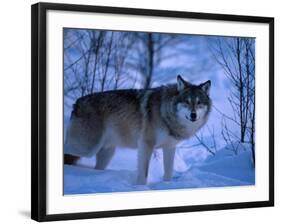 European Grey Wolf Male in Snow, C Norway-Asgeir Helgestad-Framed Photographic Print