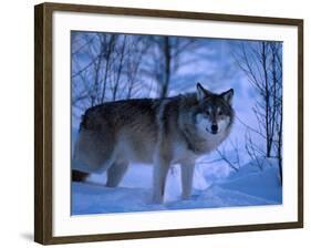 European Grey Wolf Male in Snow, C Norway-Asgeir Helgestad-Framed Photographic Print