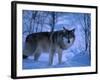 European Grey Wolf Male in Snow, C Norway-Asgeir Helgestad-Framed Photographic Print