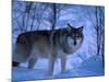 European Grey Wolf Male in Snow, C Norway-Asgeir Helgestad-Mounted Photographic Print