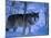 European Grey Wolf Male in Snow, C Norway-Asgeir Helgestad-Mounted Photographic Print