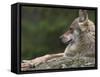 European / Grey Wolf, Resting on Boulder in Forest, Bavarian Forest, Germany-Philippe Clement-Framed Stretched Canvas