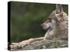 European / Grey Wolf, Resting on Boulder in Forest, Bavarian Forest, Germany-Philippe Clement-Stretched Canvas