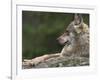 European / Grey Wolf, Resting on Boulder in Forest, Bavarian Forest, Germany-Philippe Clement-Framed Photographic Print