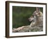 European / Grey Wolf, Resting on Boulder in Forest, Bavarian Forest, Germany-Philippe Clement-Framed Photographic Print