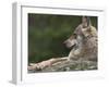 European / Grey Wolf, Resting on Boulder in Forest, Bavarian Forest, Germany-Philippe Clement-Framed Photographic Print