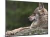 European / Grey Wolf, Resting on Boulder in Forest, Bavarian Forest, Germany-Philippe Clement-Mounted Photographic Print