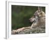 European / Grey Wolf, Resting on Boulder in Forest, Bavarian Forest, Germany-Philippe Clement-Framed Photographic Print