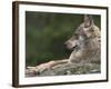 European / Grey Wolf, Resting on Boulder in Forest, Bavarian Forest, Germany-Philippe Clement-Framed Photographic Print