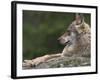 European / Grey Wolf, Resting on Boulder in Forest, Bavarian Forest, Germany-Philippe Clement-Framed Photographic Print