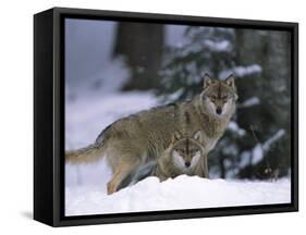 European Grey Wolves in Snow, Bayerischer Wald Np, Germany-Eric Baccega-Framed Stretched Canvas