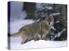 European Grey Wolves in Snow, Bayerischer Wald Np, Germany-Eric Baccega-Stretched Canvas