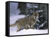 European Grey Wolves in Snow, Bayerischer Wald Np, Germany-Eric Baccega-Framed Stretched Canvas