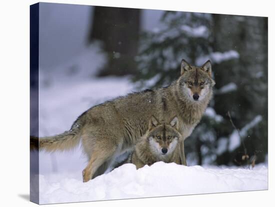 European Grey Wolves in Snow, Bayerischer Wald Np, Germany-Eric Baccega-Stretched Canvas