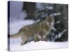 European Grey Wolves in Snow, Bayerischer Wald Np, Germany-Eric Baccega-Stretched Canvas