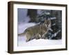 European Grey Wolves in Snow, Bayerischer Wald Np, Germany-Eric Baccega-Framed Premium Photographic Print