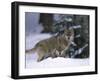 European Grey Wolves in Snow, Bayerischer Wald Np, Germany-Eric Baccega-Framed Premium Photographic Print