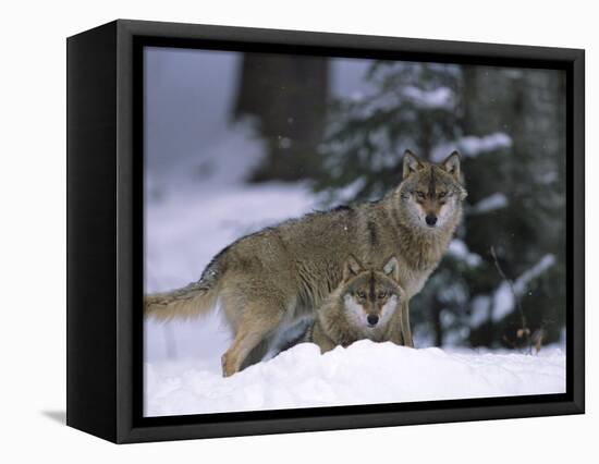 European Grey Wolves in Snow, Bayerischer Wald Np, Germany-Eric Baccega-Framed Stretched Canvas