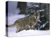 European Grey Wolves in Snow, Bayerischer Wald Np, Germany-Eric Baccega-Stretched Canvas