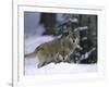 European Grey Wolves in Snow, Bayerischer Wald Np, Germany-Eric Baccega-Framed Photographic Print