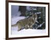 European Grey Wolves in Snow, Bayerischer Wald Np, Germany-Eric Baccega-Framed Photographic Print