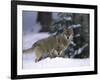 European Grey Wolves in Snow, Bayerischer Wald Np, Germany-Eric Baccega-Framed Photographic Print