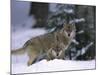 European Grey Wolves in Snow, Bayerischer Wald Np, Germany-Eric Baccega-Mounted Photographic Print