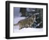 European Grey Wolves in Snow, Bayerischer Wald Np, Germany-Eric Baccega-Framed Photographic Print