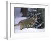 European Grey Wolves in Snow, Bayerischer Wald Np, Germany-Eric Baccega-Framed Photographic Print