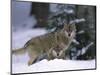 European Grey Wolves in Snow, Bayerischer Wald Np, Germany-Eric Baccega-Mounted Photographic Print