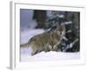 European Grey Wolves in Snow, Bayerischer Wald Np, Germany-Eric Baccega-Framed Photographic Print