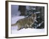 European Grey Wolves in Snow, Bayerischer Wald Np, Germany-Eric Baccega-Framed Photographic Print