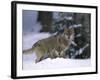 European Grey Wolves in Snow, Bayerischer Wald Np, Germany-Eric Baccega-Framed Photographic Print