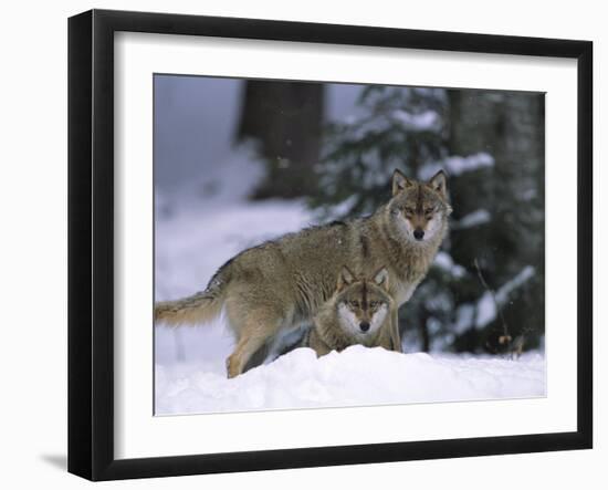 European Grey Wolves in Snow, Bayerischer Wald Np, Germany-Eric Baccega-Framed Photographic Print