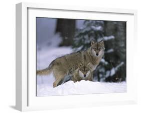 European Grey Wolves in Snow, Bayerischer Wald Np, Germany-Eric Baccega-Framed Photographic Print