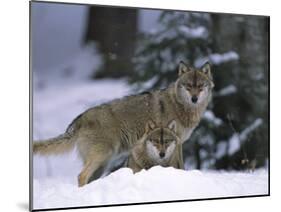 European Grey Wolves in Snow, Bayerischer Wald Np, Germany-Eric Baccega-Mounted Photographic Print