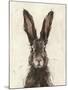 European Hare I-Ethan Harper-Mounted Art Print