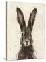 European Hare I-Ethan Harper-Stretched Canvas