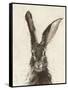 European Hare II-Ethan Harper-Framed Stretched Canvas