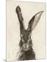 European Hare II-Ethan Harper-Mounted Art Print