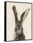 European Hare II-Ethan Harper-Framed Stretched Canvas